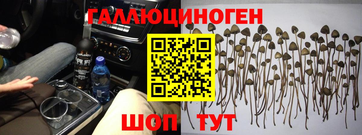 Псилоцибиновые грибы Cubensis Бийск